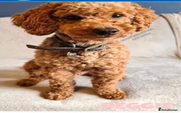 Labradoodle dogs for sale: F1 Labradoodle puppy’s  - Image 9