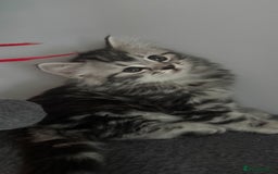 Mixed Breed cats for sale: Maine coon x Persian  - Image 16