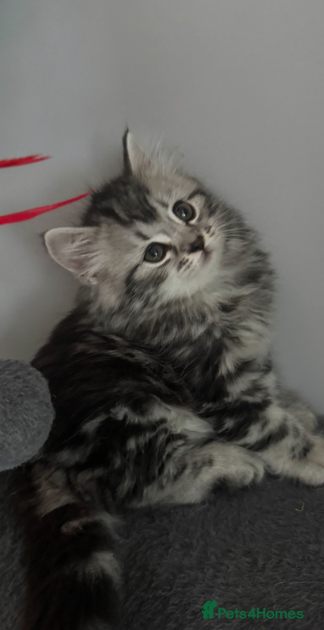 Mixed Breed cats for sale: Maine coon x Persian  - Image 16