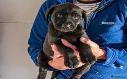 Labrador Retriever dogs for sale: 🐾 Beautiful Labrador Puppies  🐾 - Image 5