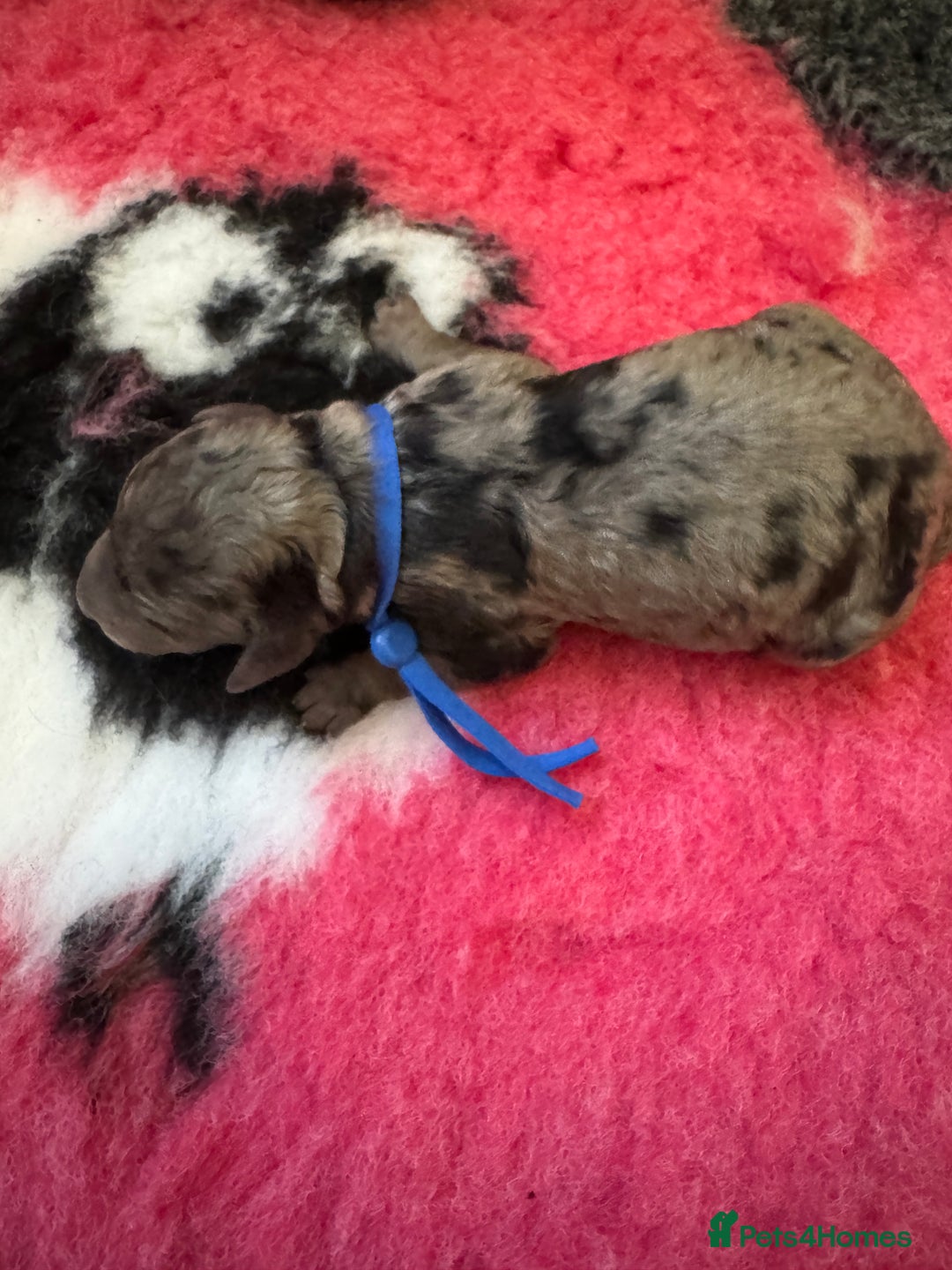 Labradoodle dogs for sale: Labradoodle x toy poodle - Merle  - Image 5