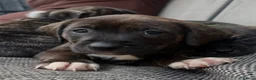 Mixed Breed dogs for sale: Blue American staffies - Advert 29