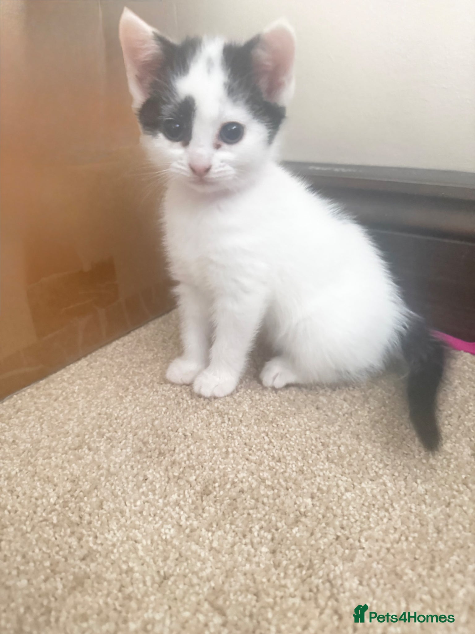 Mixed Breed cats Black and White Kitten-9 weeks  - Advert 1