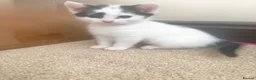 Mixed Breed cats for sale: Black and White Kitten-9 weeks  - Advert 1