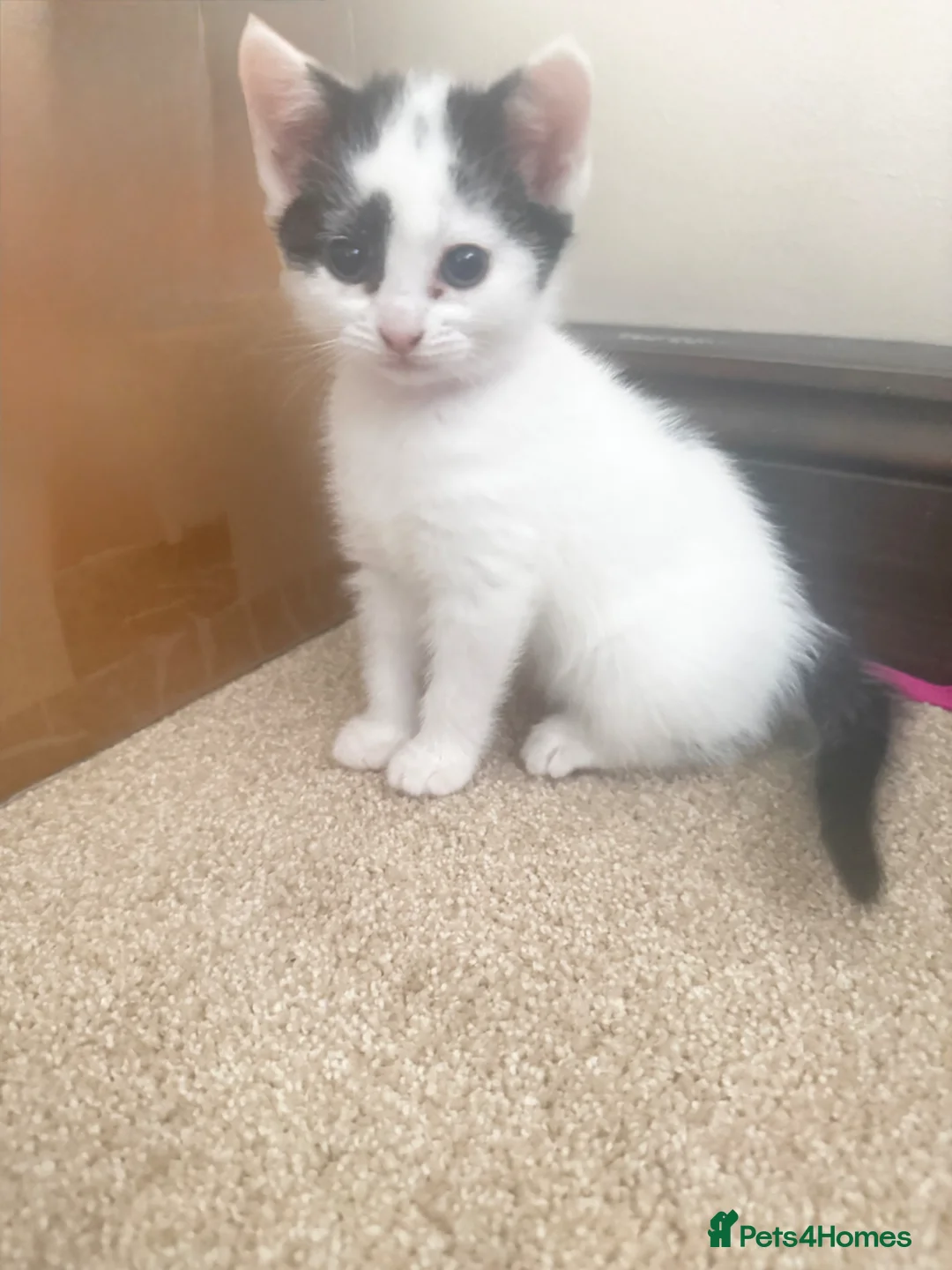 Mixed Breed cats for sale: Black and White Kitten-9 weeks  - Advert 1