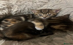 Mixed Breed cats for sale:  Beautiful Kittens for Sale – 2 Boys & 2 Girls 🐾 - Image 4