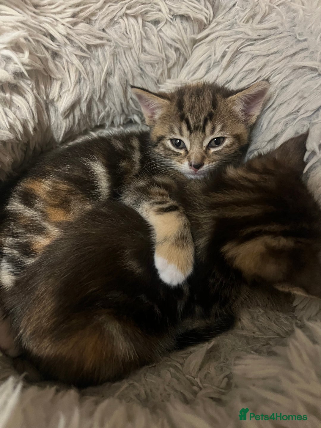Mixed Breed cats for sale:  Beautiful Kittens for Sale – 2 Boys & 2 Girls 🐾 - Image 4