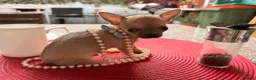 Chihuahua dogs for sale: For sale  in London - Advert 3