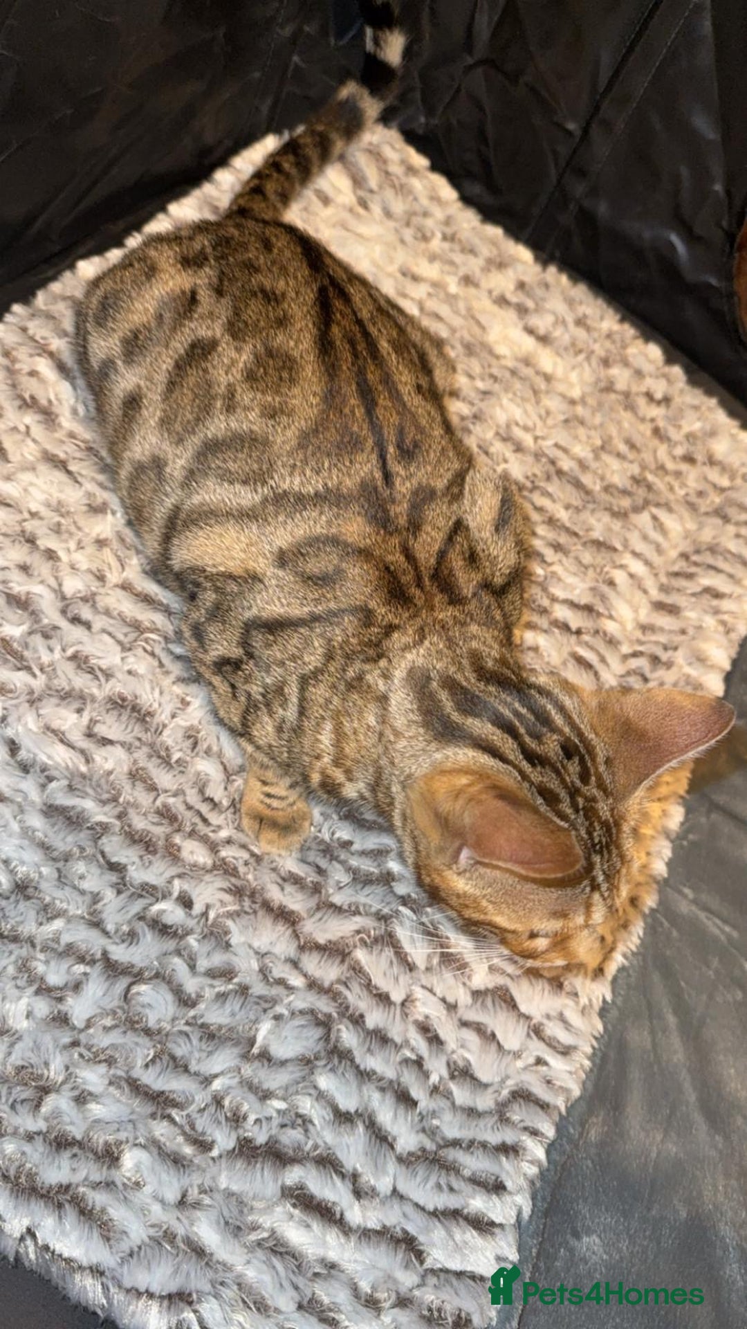 Bengal cats for sale: 🐆Bella's Bengals🐆 - Advert 4