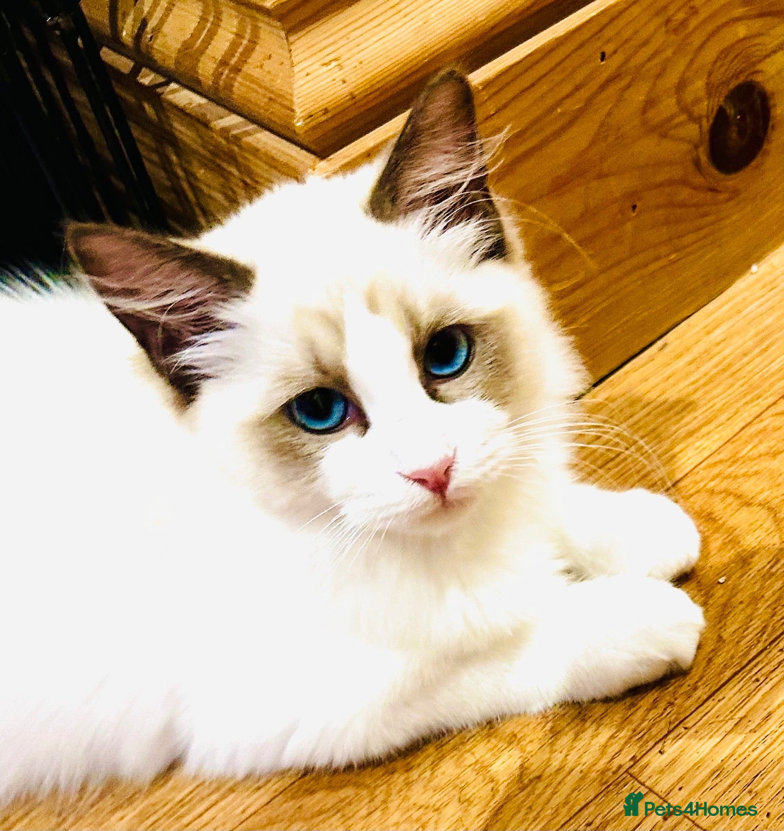 Ragdoll cats GCCF registered Ragdolls - Advert 1