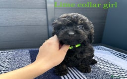 Cockapoo dogs for sale: F1 cockapoo puppies - Image 10