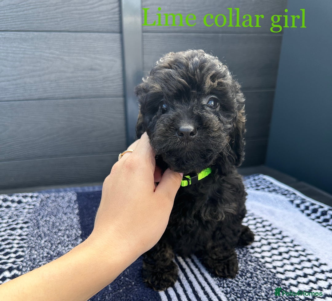 Cockapoo dogs for sale: F1 cockapoo puppies - Image 10