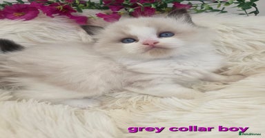 Ragdoll cats 💕GCCF registered ragdoll kittens💕 - Advert 13