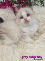 Ragdoll cats 💕GCCF registered ragdoll kittens💕 - Advert 13