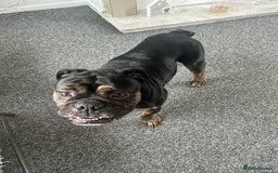 Old Tyme Bulldog dogs for stud: Beautiful TRINDLE OLD TYME BULLDOG💙👀 - Image 3
