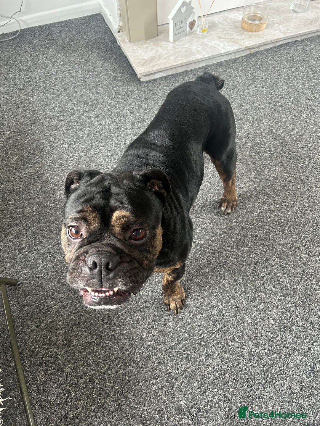 Old Tyme Bulldog dogs for stud: Beautiful TRINDLE OLD TYME BULLDOG💙👀 - Image 3