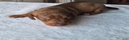 Dachshund dogs for sale: Miniature dachshunds smooth haired puppies - Advert 8