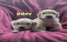 Golden Retriever dogs for sale: Stunning pure-breed Golden Retriever puppies - Image 2