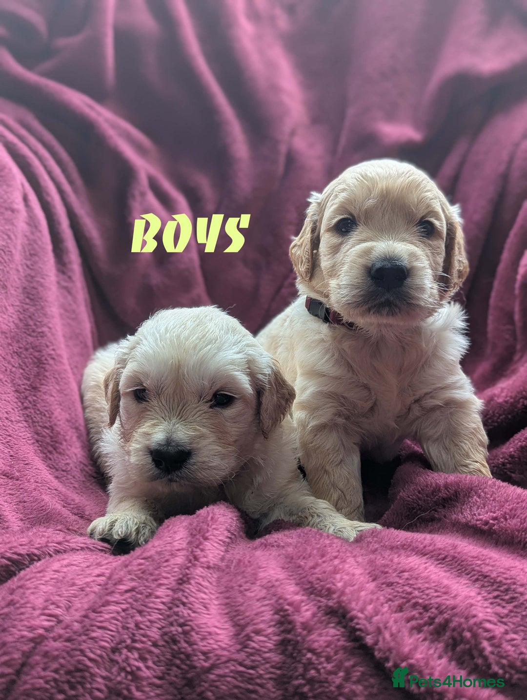 Golden Retriever dogs for sale: Stunning pure-breed Golden Retriever puppies - Image 2