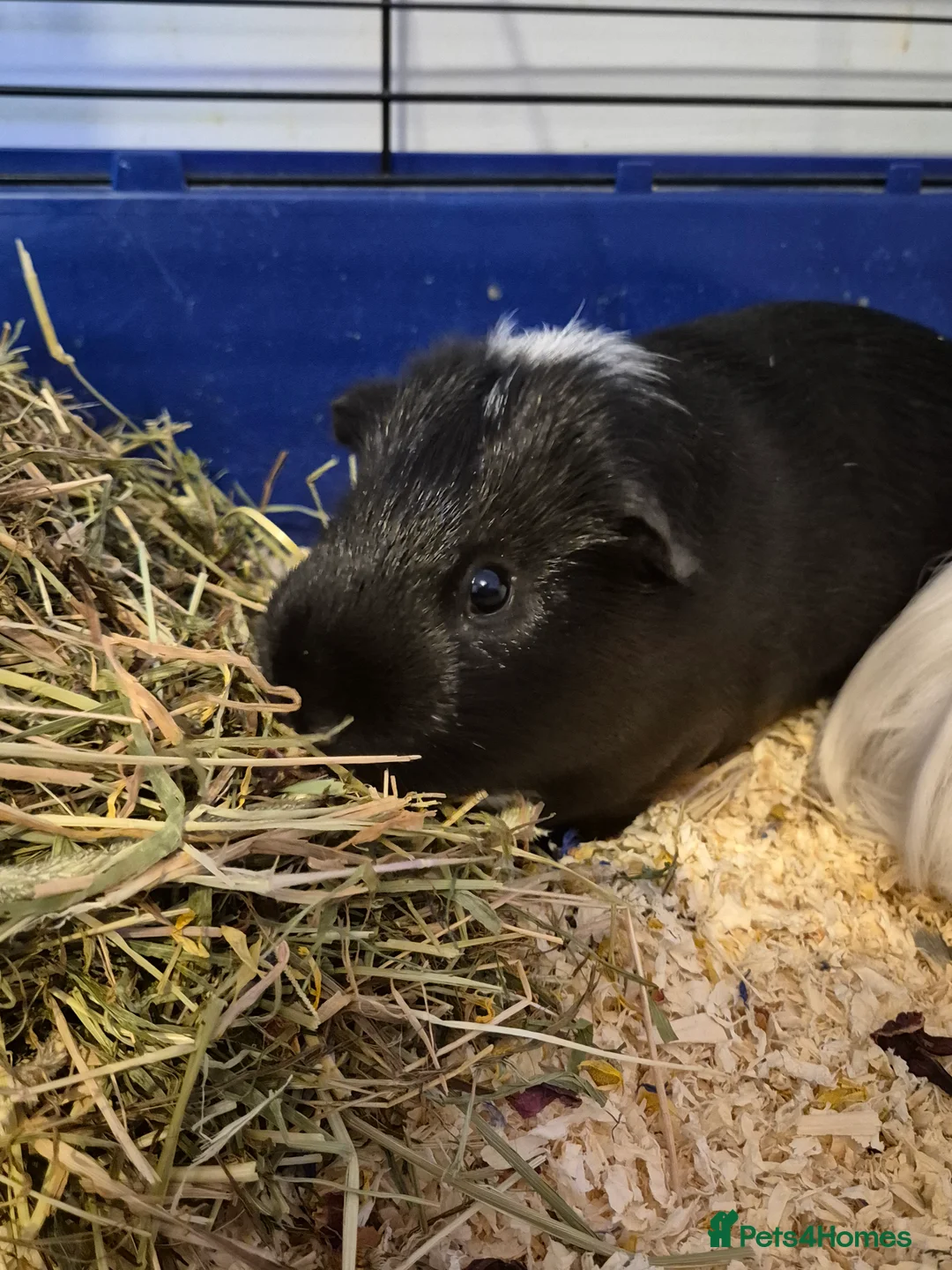 Guinea Pig rodents for sale: Pair of bonded boars looking for loving home  - Advert 1