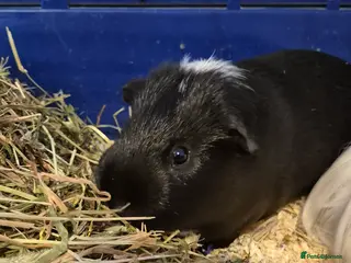 Guinea Pig rodents Pair of bonded boars looking for loving home - Advert 1