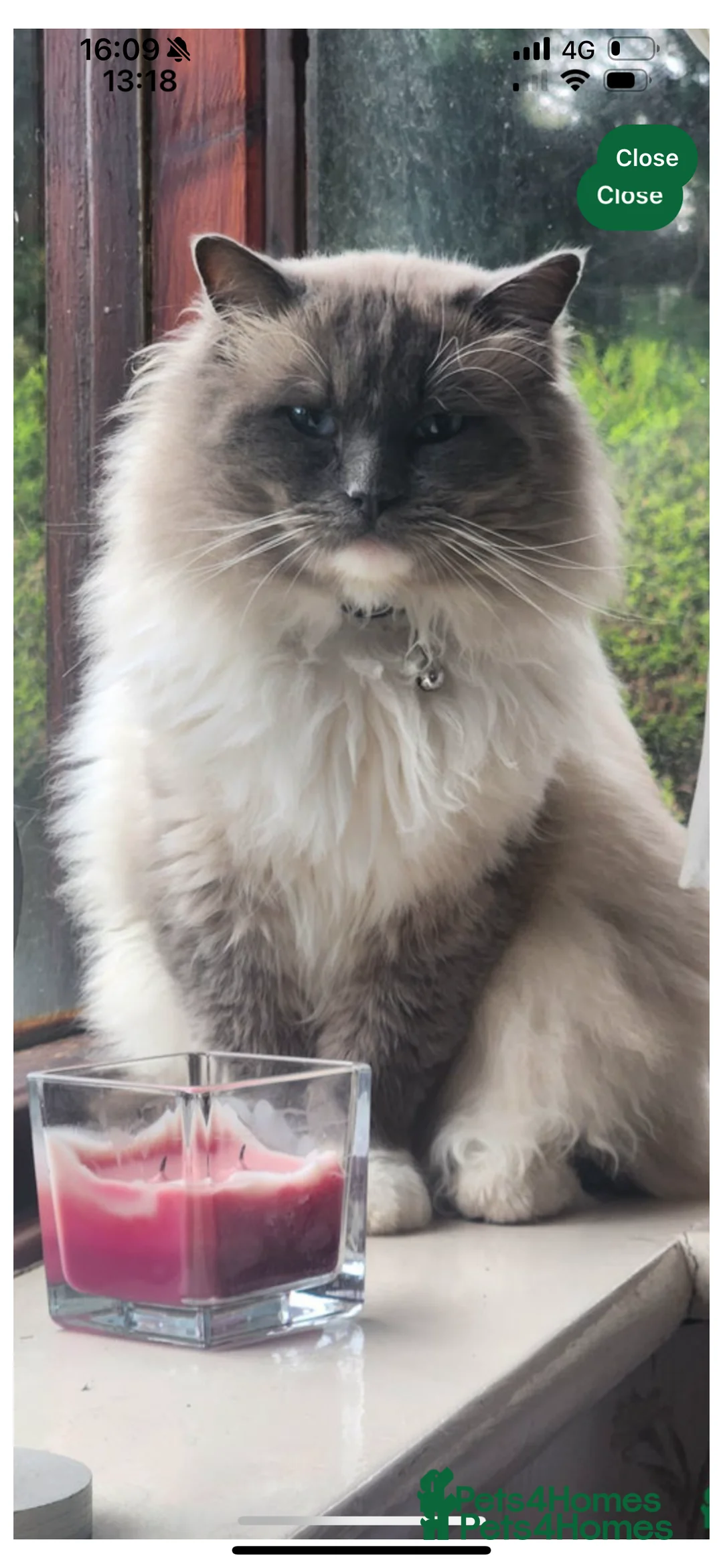 Ragdoll cats for sale: Mink Ragdolls  - Advert 3