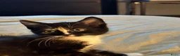 Mixed Breed cats for sale: 3 beautiful kittens are looking for new homes  in Warrington - Advert 6