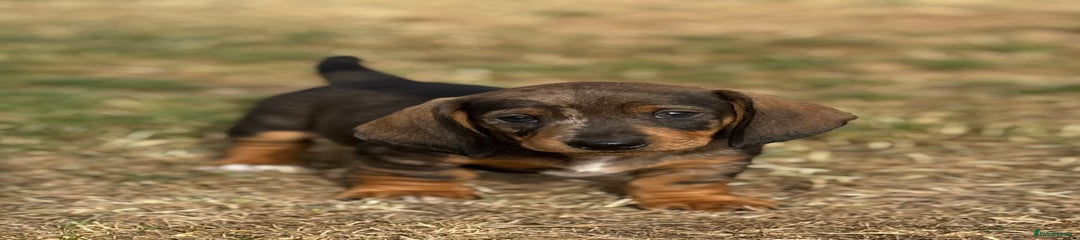 Dachshund Puppy 2