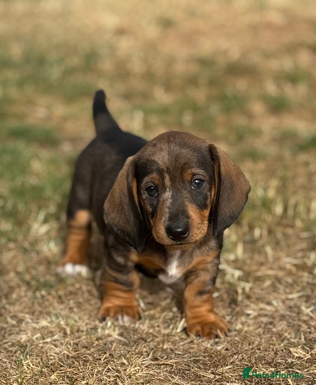 Dachshund dogs for sale: The most beautiful Tweenies  - Image 4