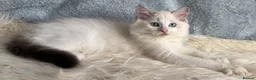 Ragdoll cats for sale: Beautiful Tica Register Kittens Ragdoll - Advert 13