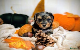 Yorkshire Terrier dogs for sale: 4 week old miniature Yorkshire terriers, 7 males  - Image 12