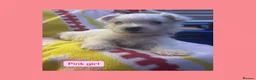 West Highland Terrier dogs for sale: West highland terriers - Advert 2