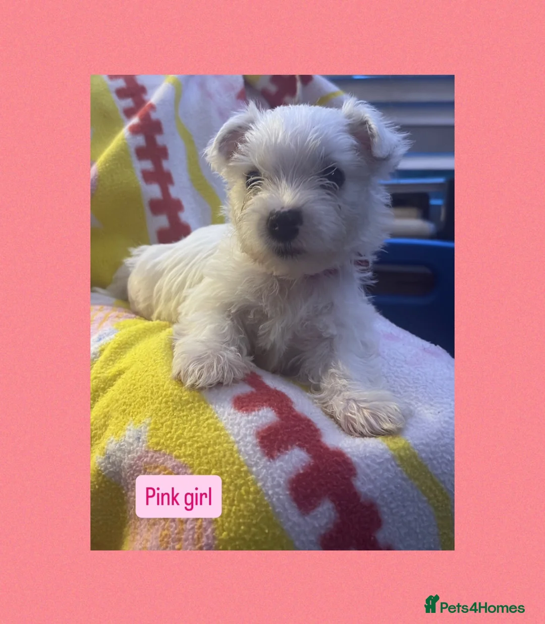 West Highland Terrier dogs for sale: West highland terriers - Advert 2