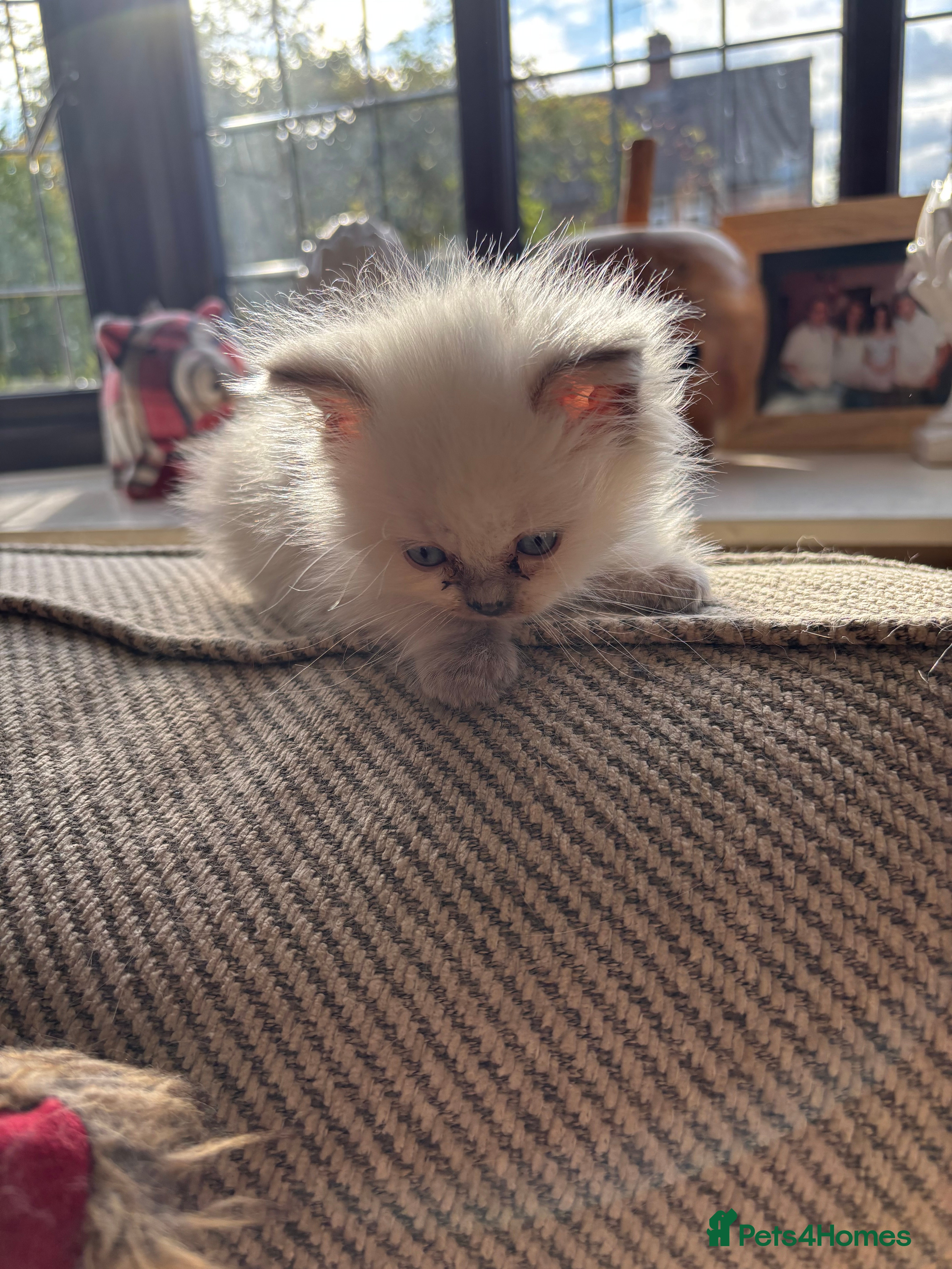 Ragdoll cats Beautiful Pure Ragdoll kittens - Advert 2