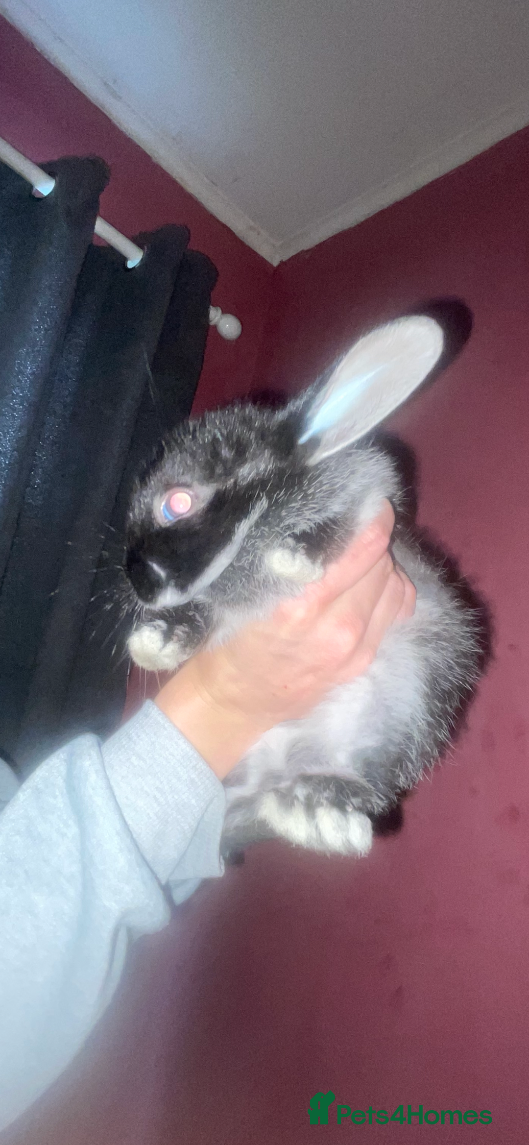 Rex rabbits for sale: Rex rabbit pure bread  - Image 1