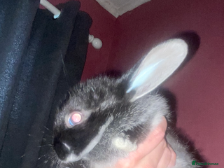 Rex rabbits - Advert 10