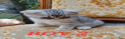 Scottish Fold cats for sale: Scottish fold kittens Blue spotted  - Advert 6