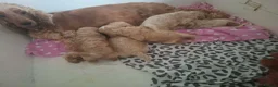 Cockapoo dogs for sale: F1 Cockerpoos  in Telford - Advert 5