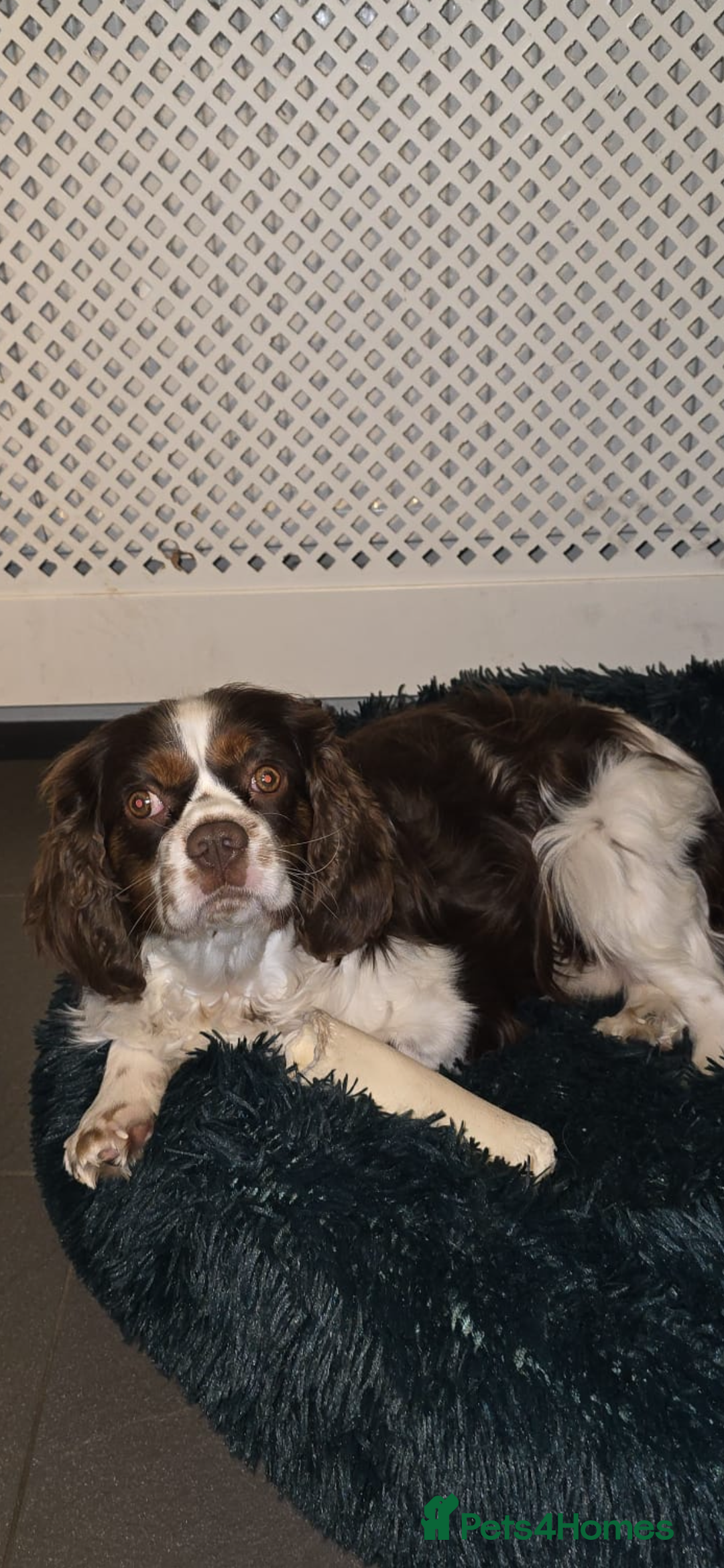 Cavalier King Charles Spaniel dogs for stud: Stunning Chocolate Tri cavalier health tested - Advert 2