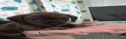 Mixed Breed dogs for sale: 6 dashound mix breed puppies  in Retford - Advert 4