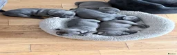 Staffordshire Bull Terrier dogs for sale: Staffordshire Bull Terrier puppies  in Burntwood - Advert 7
