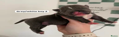 American Bully Puppy 5