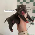 American Bully Puppy 5
