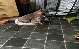 French Bulldog dogs for sale: French bulldog puppies  - Image 3