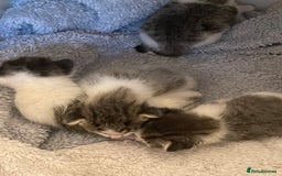 Mixed Breed cats for sale: 4 cute female kittens - Image 3