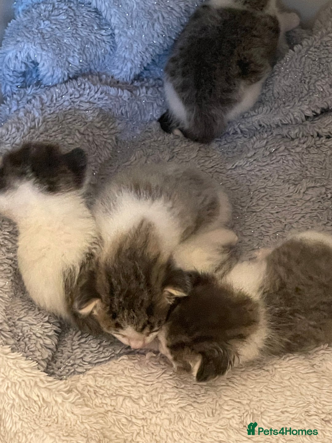 Mixed Breed cats for sale: 4 cute female kittens - Image 3