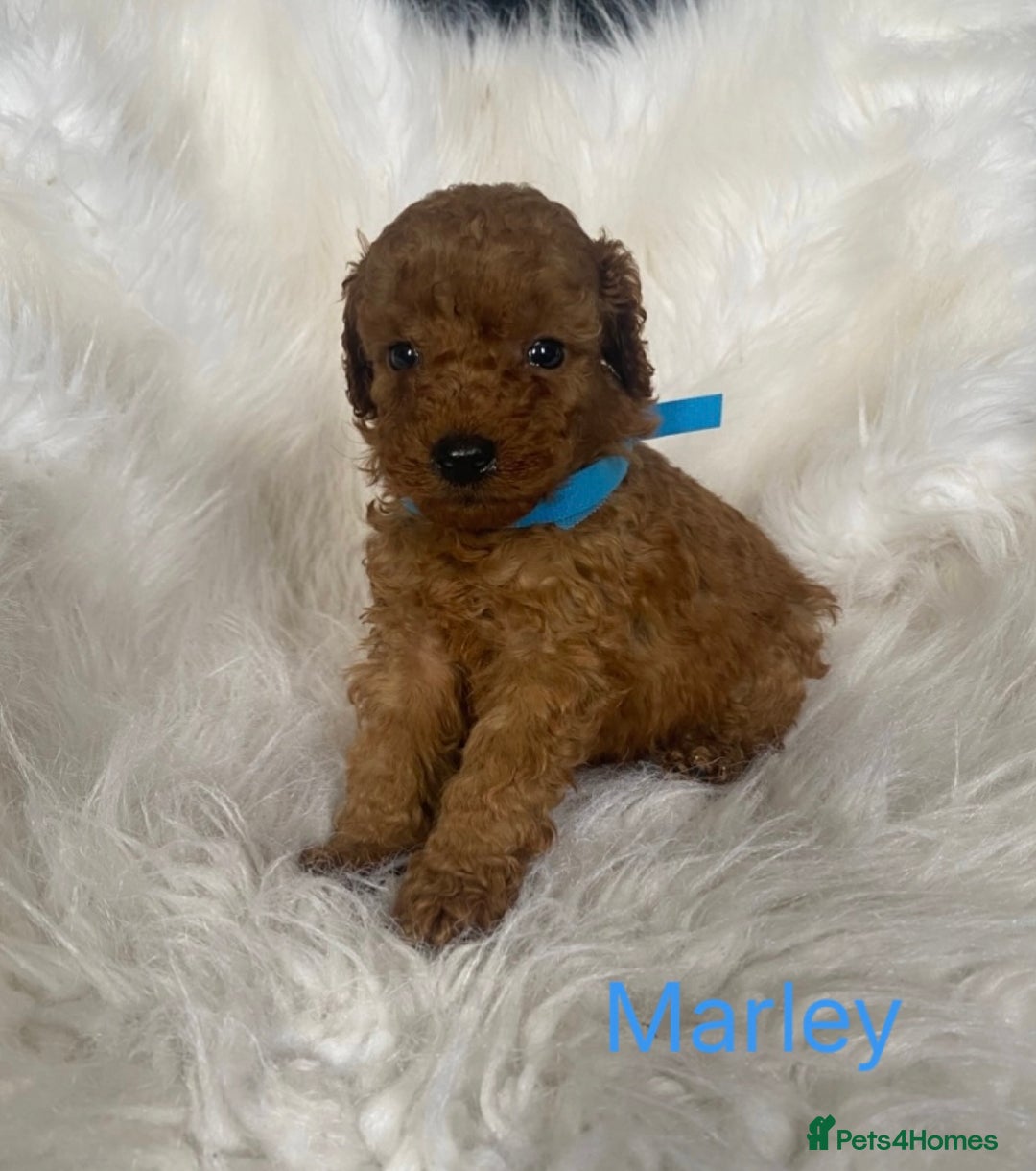 Miniature Poodle dogs for sale: Gorgeous Red Minature Poodles Puppies  - Image 6