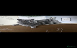 British Shorthair cats for sale: British Shorthair Cat Male Champion Bloodline - Image 5