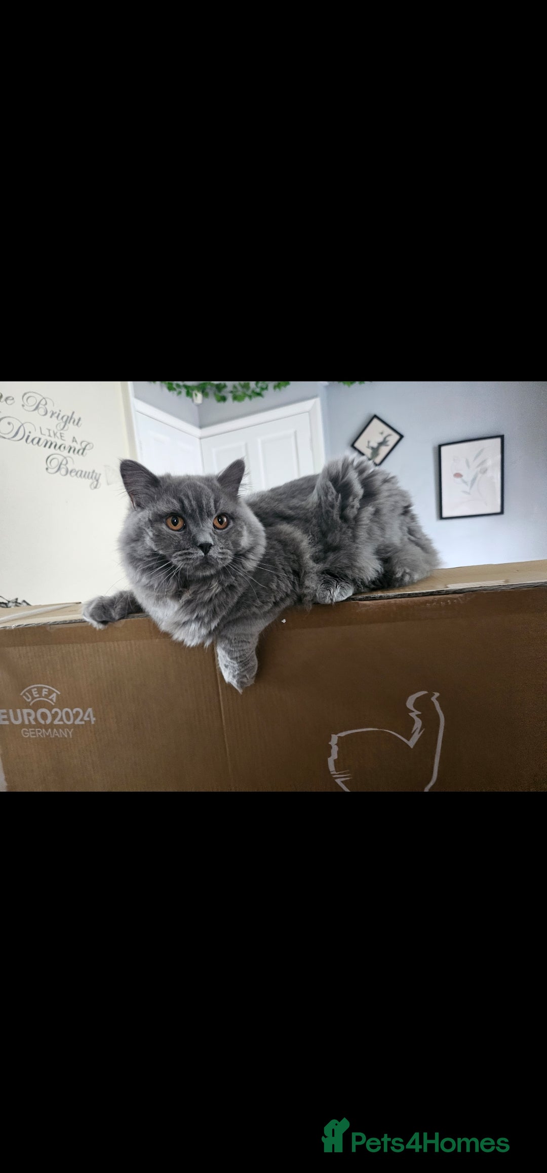 British Shorthair cats for sale: British Shorthair Cat Male Champion Bloodline - Image 5