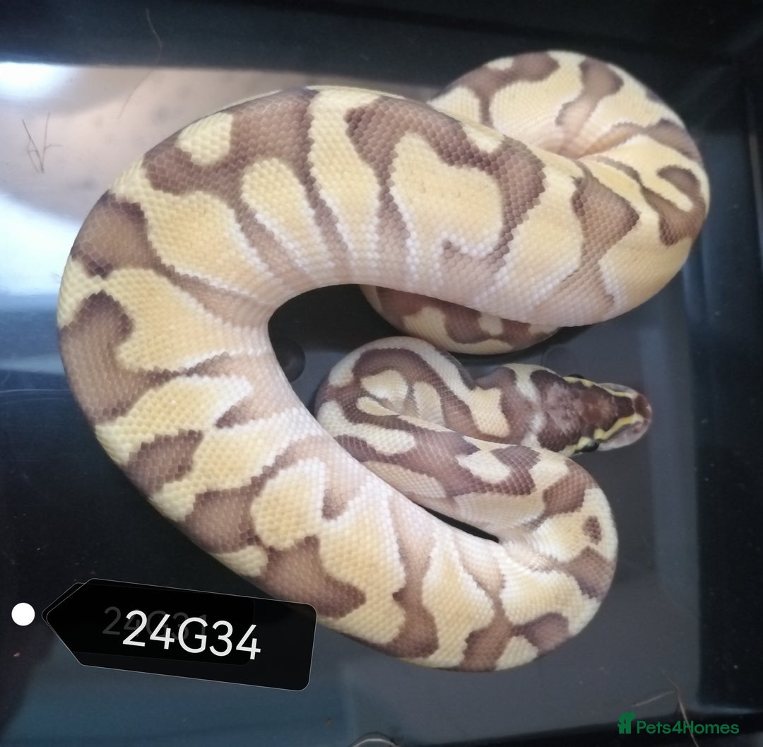 Python Snake reptiles for sale: Royal Python babies - Image 2